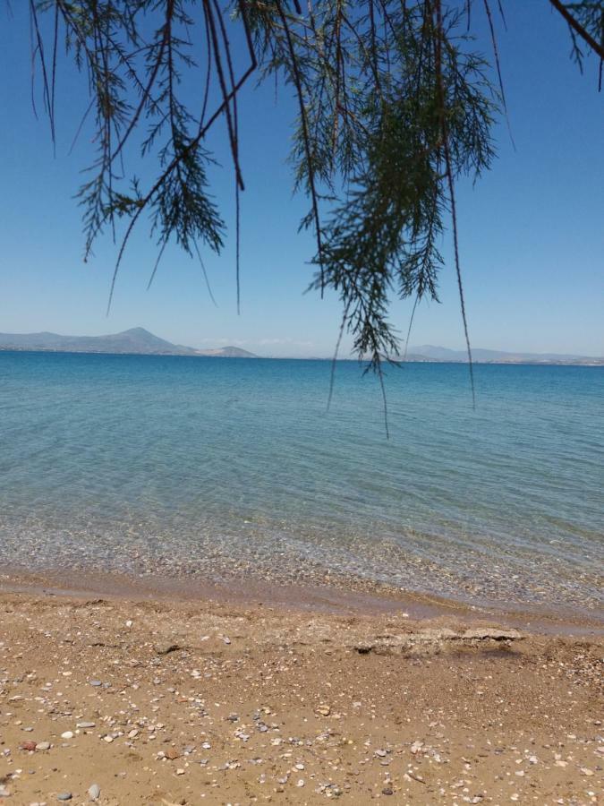 Beautiful Summer Villa In Chalkoutsi Khalkoutsion 外观 照片